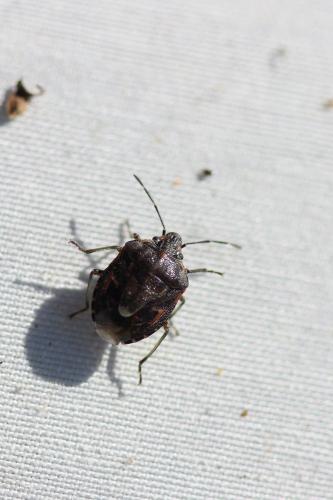 Réf. 226 578 : Holcogaster fibulata